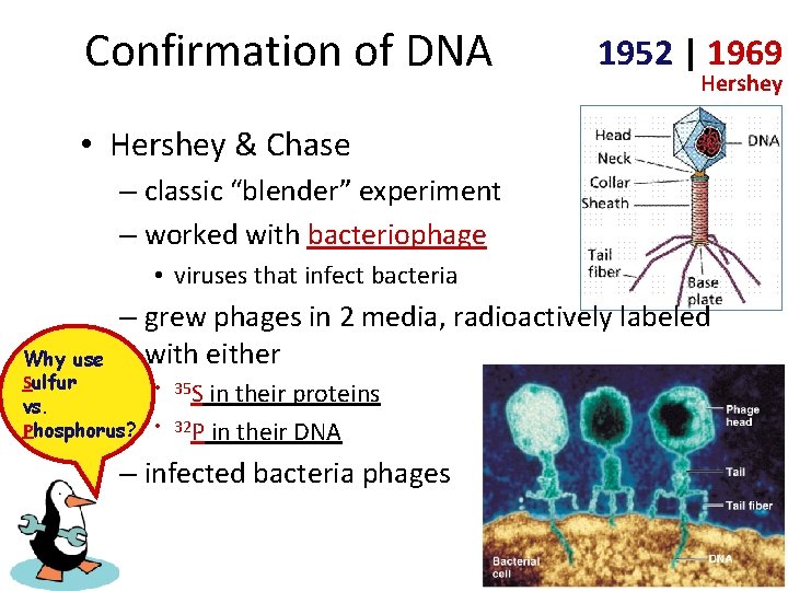 Confirmation of DNA 1952 | 1969 Hershey • Hershey & Chase – classic “blender”