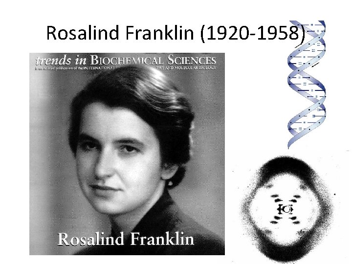 Rosalind Franklin (1920 -1958) 