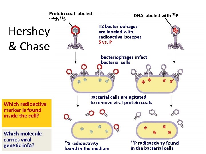 Protein coat labeled with 35 S DNA labeled with 32 P T 2 bacteriophages