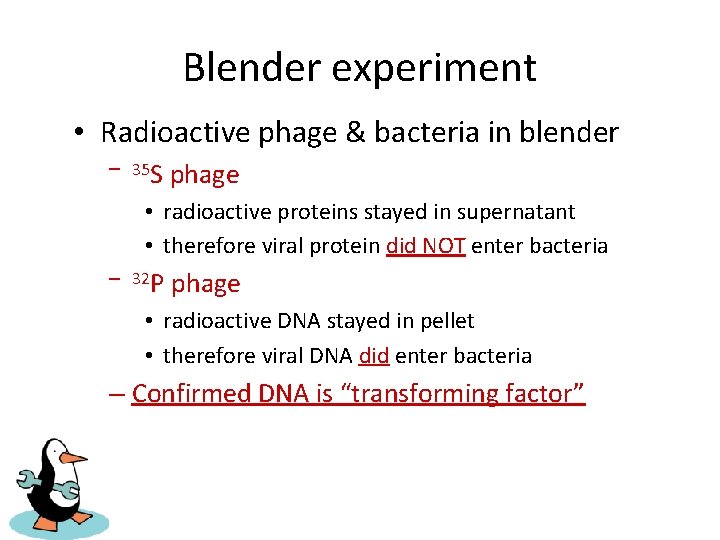 Blender experiment • Radioactive phage & bacteria in blender – 35 S phage •