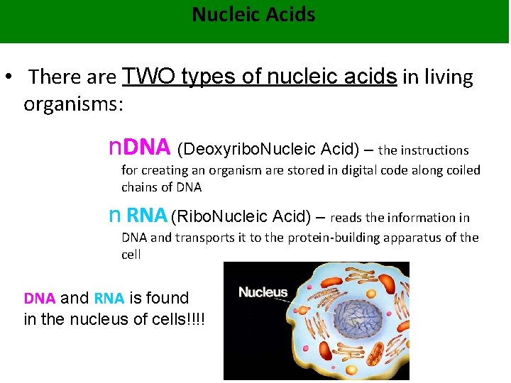 Nucleic Acids • There are TWO types of nucleic acids in living organisms: n.