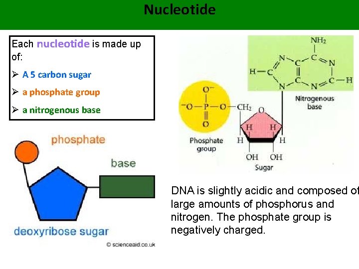 Nucleotide Each nucleotide is made up of: Ø A 5 carbon sugar Ø a