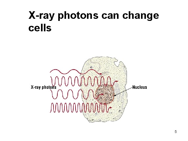 X-ray photons can change cells 5 