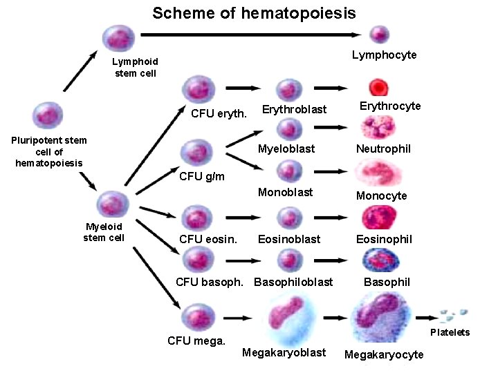 Scheme of hematopoiesis Lymphocyte Lymphoid stem cell CFU eryth. Pluripotent stem cell of hematopoiesis