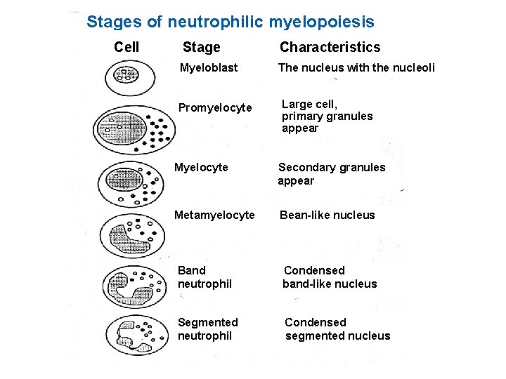 Stages of neutrophilic myelopoiesis Cell Stage Characteristics Myeloblast The nucleus with the nucleoli Promyelocyte