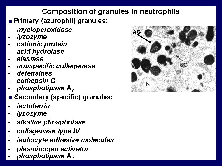 Composition of granules in neutrophils ■ Primary (azurophil) granules: - myeloperoxidase - lyzozyme -