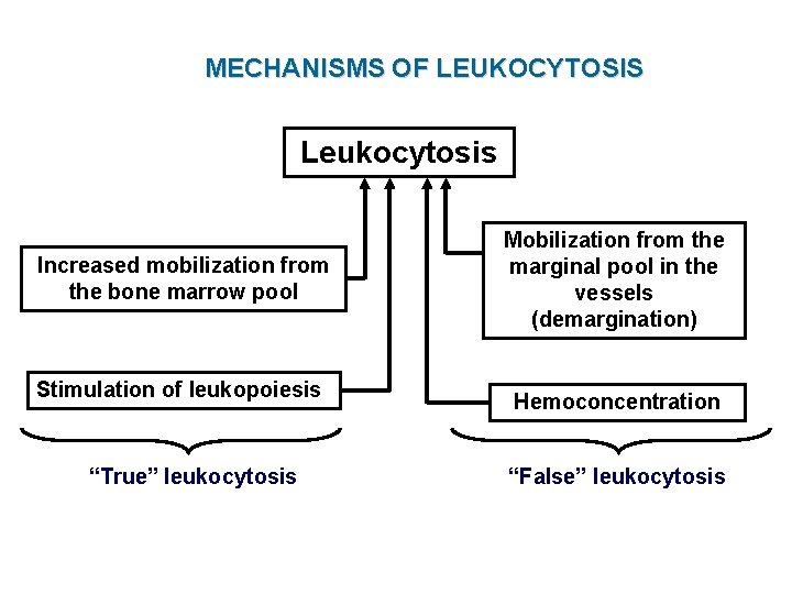 MECHANISMS OF LEUKOCYTOSIS Leukocytosis Increased mobilization from the bone marrow pool Stimulation of leukopoiesis