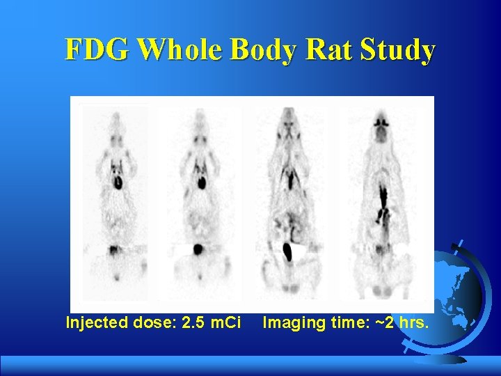 FDG Whole Body Rat Study Injected dose: 2. 5 m. Ci Imaging time: ~2