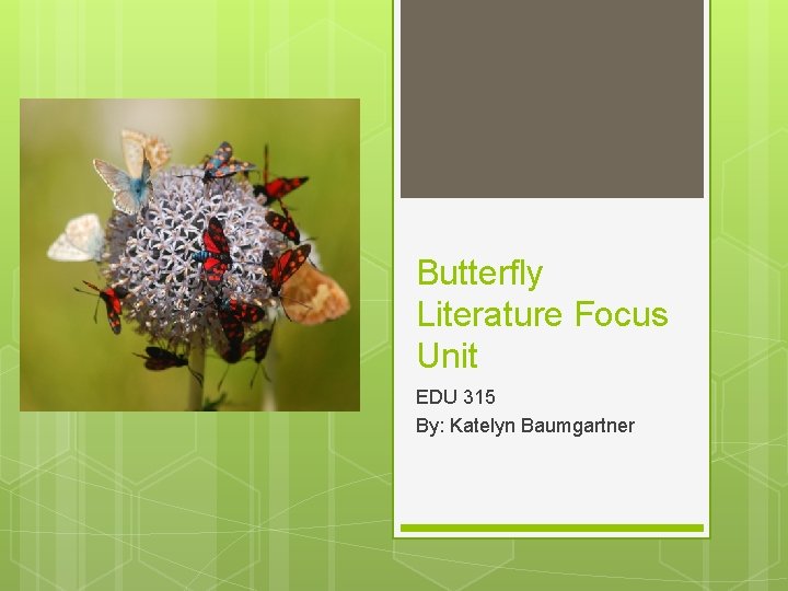 Butterfly Literature Focus Unit EDU 315 By: Katelyn Baumgartner 