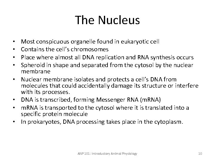 The Nucleus • • Most conspicuous organelle found in eukaryotic cell Contains the cell’s
