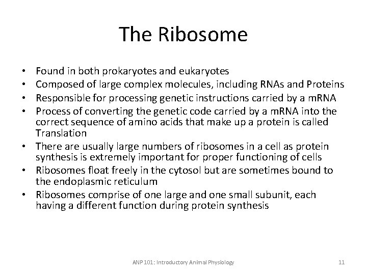 The Ribosome Found in both prokaryotes and eukaryotes Composed of large complex molecules, including