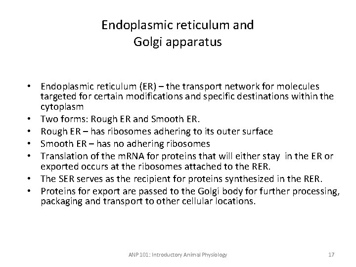 Endoplasmic reticulum and Golgi apparatus • Endoplasmic reticulum (ER) – the transport network for