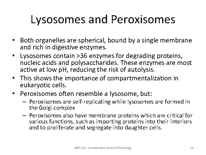Lysosomes and Peroxisomes • Both organelles are spherical, bound by a single membrane and