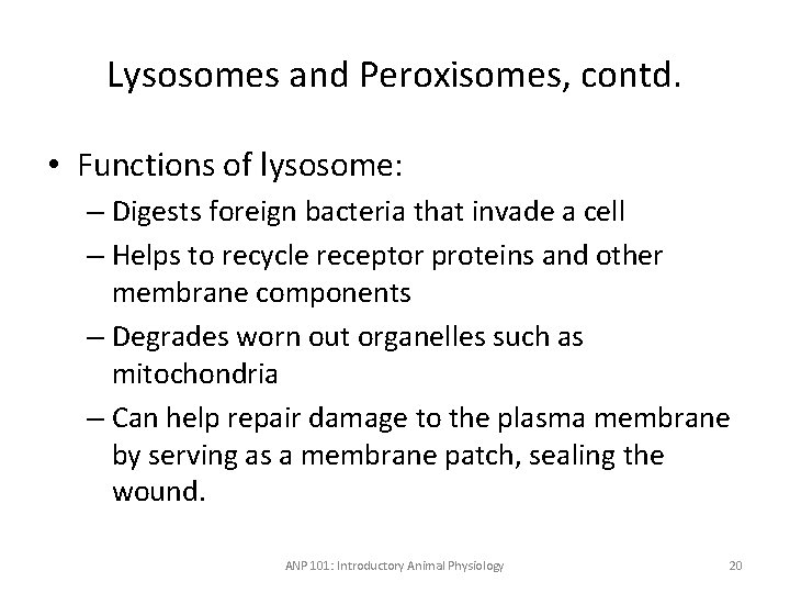 Lysosomes and Peroxisomes, contd. • Functions of lysosome: – Digests foreign bacteria that invade