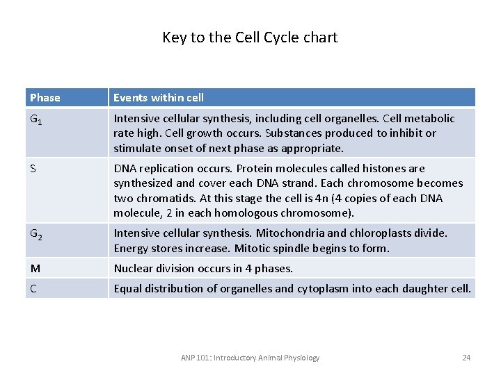 Key to the Cell Cycle chart Phase Events within cell G 1 Intensive cellular