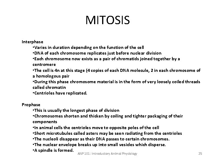 MITOSIS Interphase • Varies in duration depending on the function of the cell •