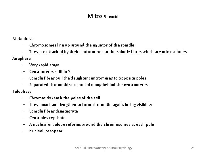Mitosis contd. Metaphase – Chromosomes line up around the equator of the spindle –