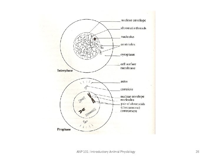 ANP 101: Introductory Animal Physiology 28 
