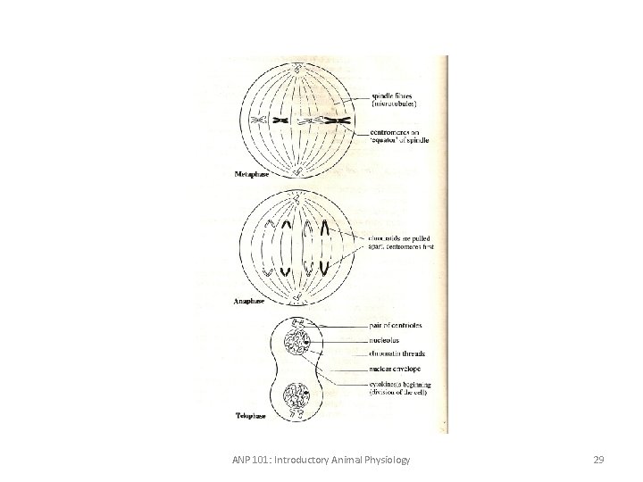 ANP 101: Introductory Animal Physiology 29 