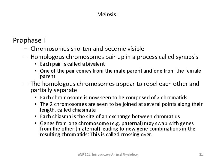 Meiosis I Prophase I – Chromosomes shorten and become visible – Homologous chromosomes pair