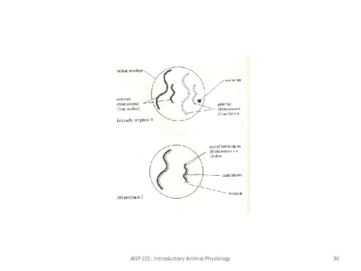 ANP 101: Introductory Animal Physiology 36 