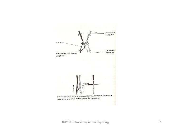 ANP 101: Introductory Animal Physiology 37 