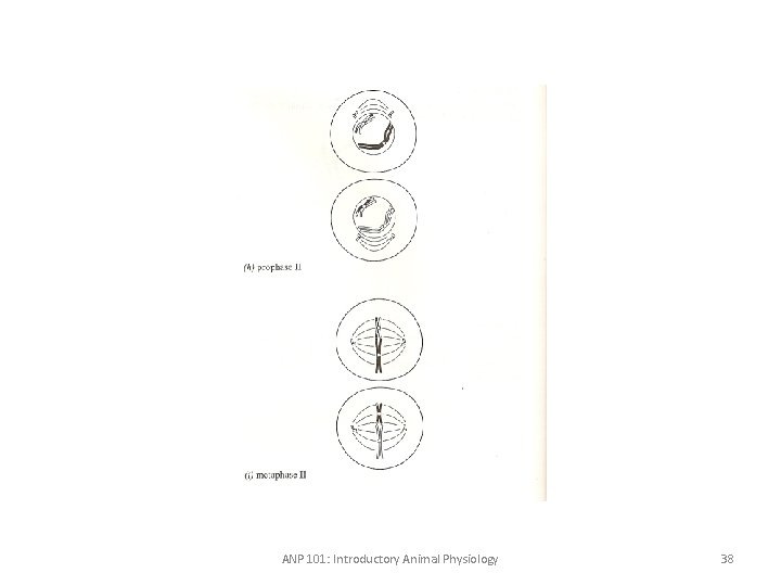 ANP 101: Introductory Animal Physiology 38 