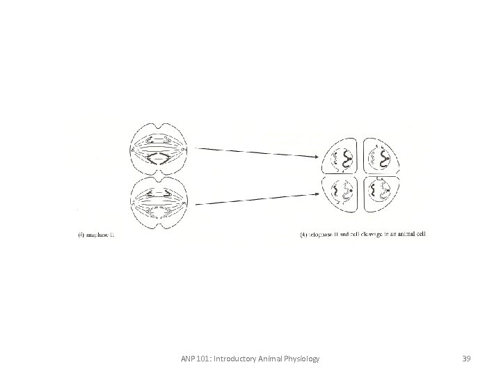 ANP 101: Introductory Animal Physiology 39 