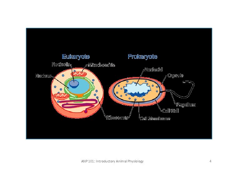 ANP 101: Introductory Animal Physiology 4 