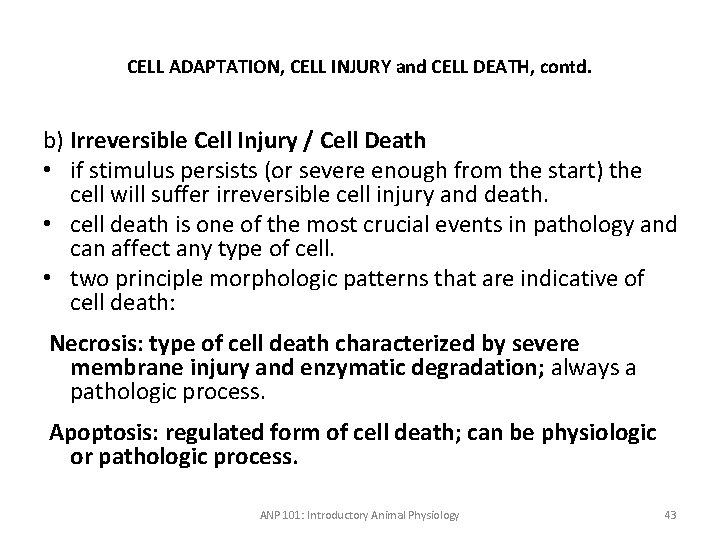 CELL ADAPTATION, CELL INJURY and CELL DEATH, contd. b) Irreversible Cell Injury / Cell