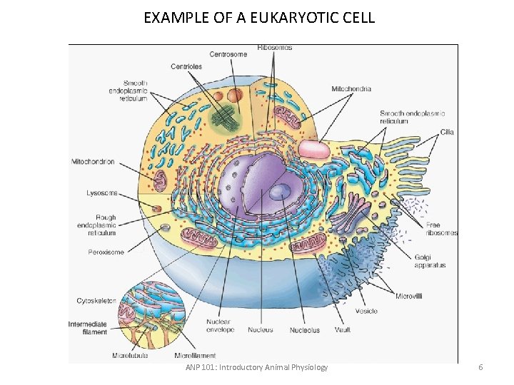 EXAMPLE OF A EUKARYOTIC CELL ANP 101: Introductory Animal Physiology 6 