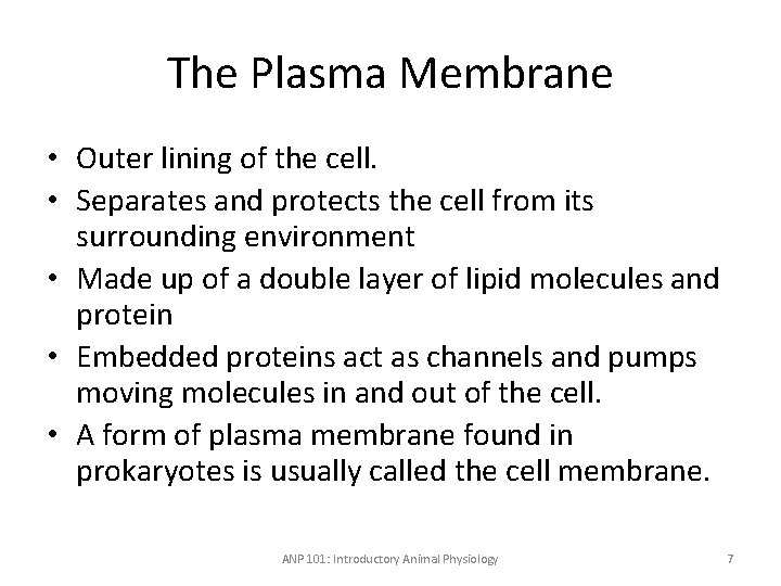 The Plasma Membrane • Outer lining of the cell. • Separates and protects the
