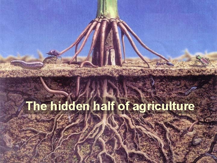 The hidden half of agriculture 