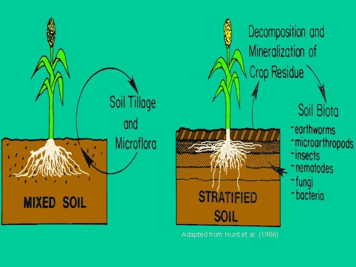 Adapted from Hunt et al. (1986) 