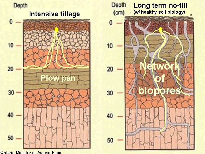 Long term no-till Intensive tillage Plow pan Ontario Ministry of Ag and Food (w/