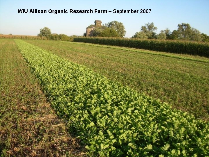 WIU Allison Organic Research Farm – September 2007 