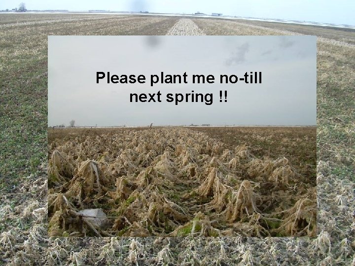 Please plant me no-till next spring !! January 