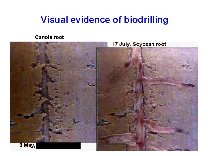 Visual evidence of biodrilling Canola root Rapeseed root 