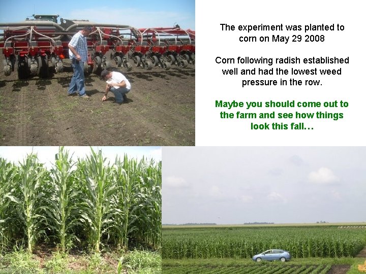 The experiment was planted to corn on May 29 2008 Corn following radish established