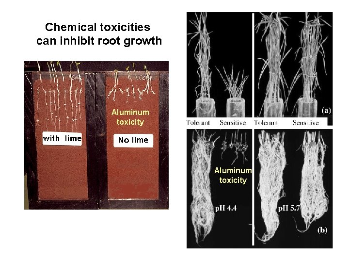 Chemical toxicities can inhibit root growth Aluminum toxicity 