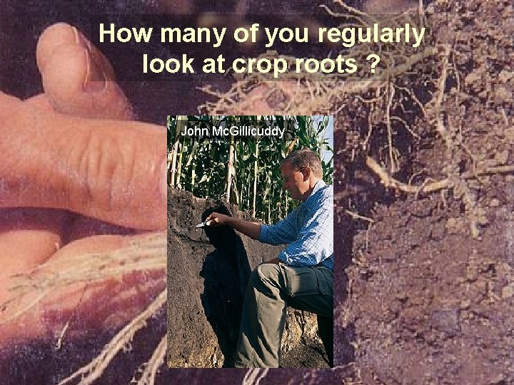 How many of you regularly look at crop roots ? John Mc. Gillicuddy 
