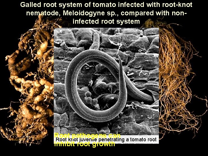 Galled root system of tomato infected with root-knot nematode, Meloidogyne sp. , compared with