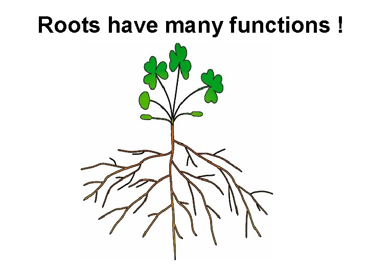 Roots have many functions ! 