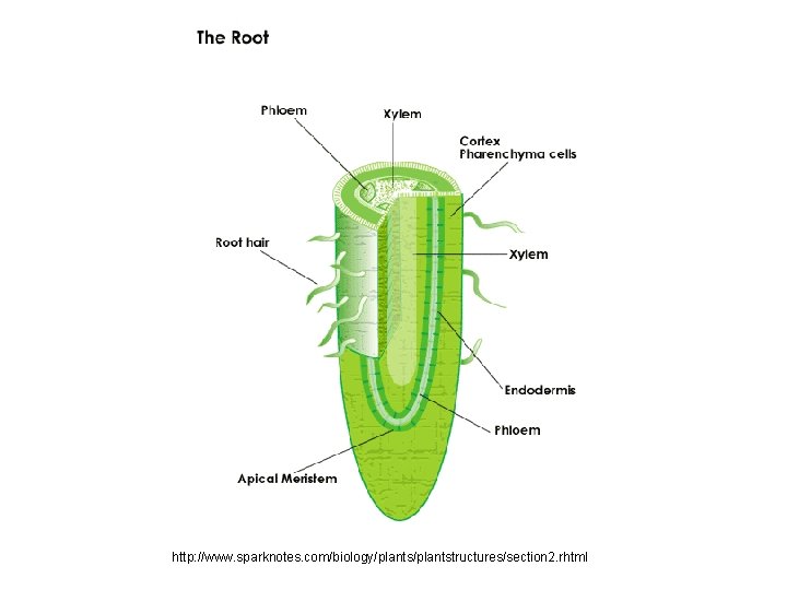 http: //www. sparknotes. com/biology/plantstructures/section 2. rhtml 