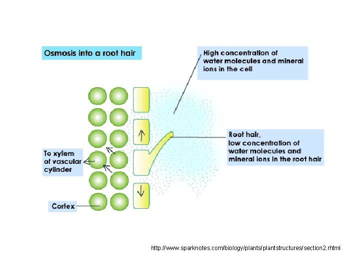 http: //www. sparknotes. com/biology/plantstructures/section 2. rhtml 