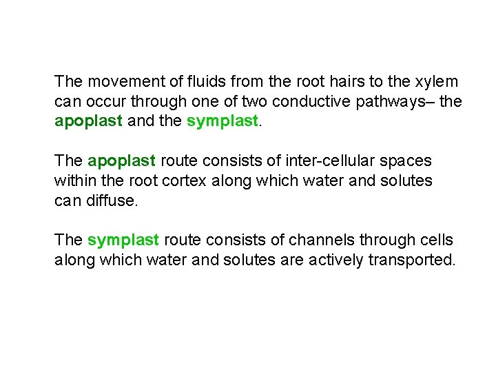 The movement of fluids from the root hairs to the xylem can occur through