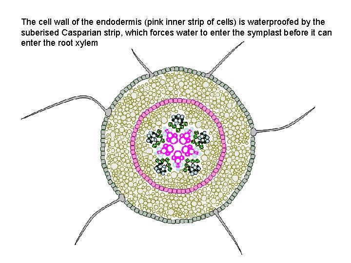 The cell wall of the endodermis (pink inner strip of cells) is waterproofed by