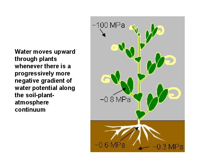 Water moves upward through plants whenever there is a progressively more negative gradient of