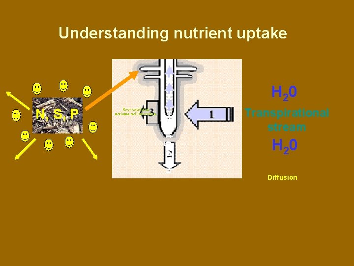 Understanding nutrient uptake H 20 Root growth N, S, P Root exudates activate soil