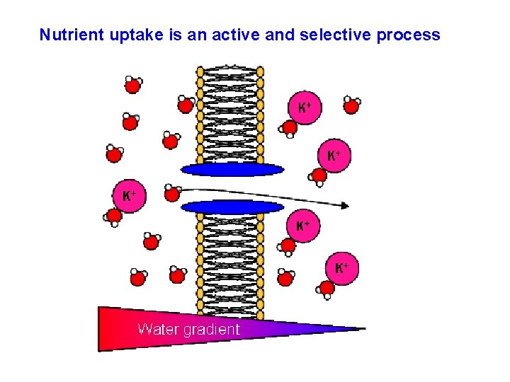 Nutrient uptake is an active and selective process 
